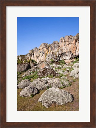 Framed Everlasting Flowers, Helichrysum, Denka valley, Bale Mountains, Ethiopia Print