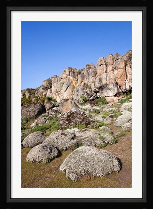 Framed Everlasting Flowers, Helichrysum, Denka valley, Bale Mountains, Ethiopia Print