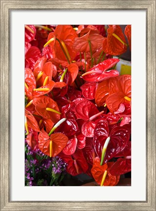 Framed Flamingo Flowers, Flower Market, Port Louis, Mauritius Print