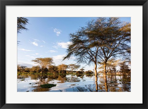 Framed Flooded shoreline, Lake Naivasha, Crescent Island Game Park, Kenya Print