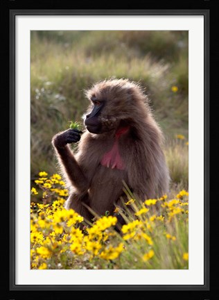 Framed Gelada Baboon primate, Ethiopia Print