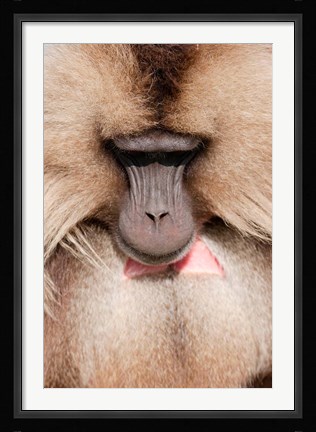 Framed Close up of Gelada Baboon, Ethiopia Print