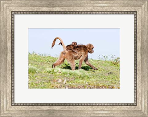 Framed Gelada, Gelada Baboon primate, Ethiopia Print