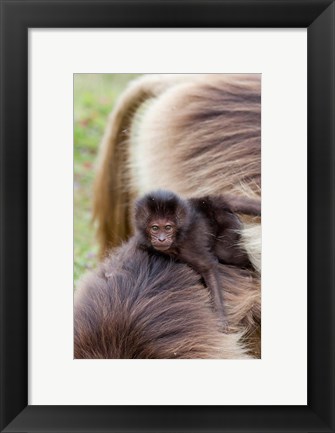 Framed Baby Gelada Baboon primate, Ethiopia Print