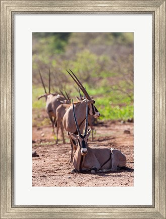 Framed Gemsbok Herd in Tsavo West NP. Kenya, Africa Print