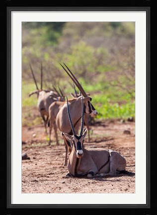 Framed Gemsbok Herd in Tsavo West NP. Kenya, Africa Print