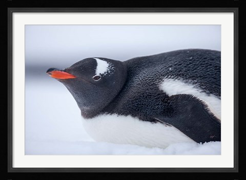 Framed Gentoo Penguin resting in snow on Deception Island, Antarctica. Print