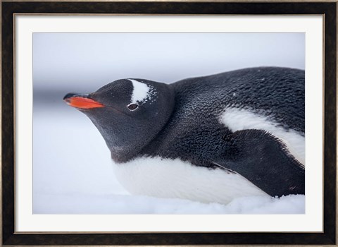 Framed Gentoo Penguin resting in snow on Deception Island, Antarctica. Print