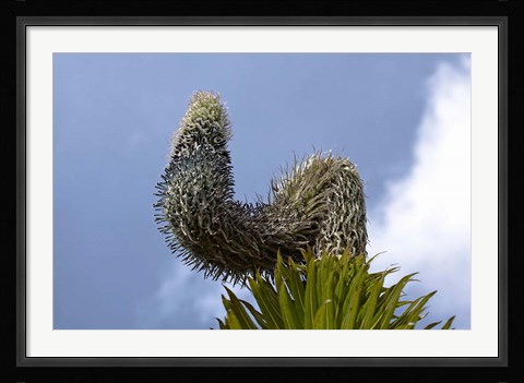 Framed Giant Lobelia flora of the Rwenzoris, Uganda Print