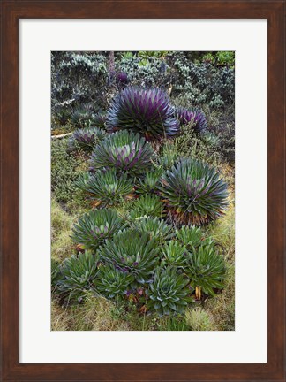 Framed Giant Lobelia flora, Uganda Print