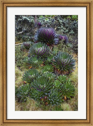 Framed Giant Lobelia flora, Uganda Print