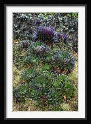 Framed Giant Lobelia flora, Uganda Print