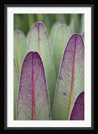 Framed Giant Lobelia flora, Rwenzoris, Uganda Print