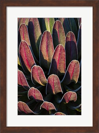 Framed Red leafs, Giant Lobelia, Heather Forest, Rwenzori, East Africa Print
