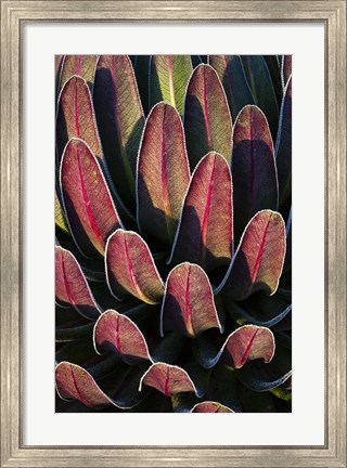 Framed Red leafs, Giant Lobelia, Heather Forest, Rwenzori, East Africa Print