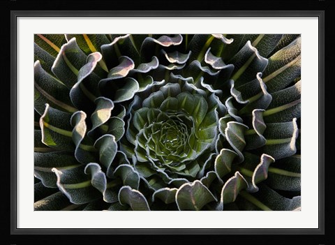 Framed Giant Lobelia, Heather Forest, Rwenzori, East Africa Print