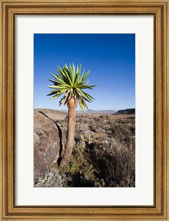Framed Giant Loebelia, Bale Mountains, Ethiopia Print