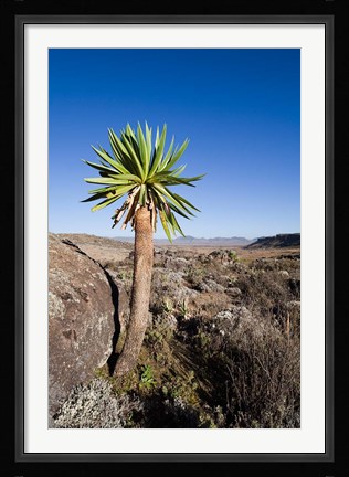 Framed Giant Loebelia, Bale Mountains, Ethiopia Print