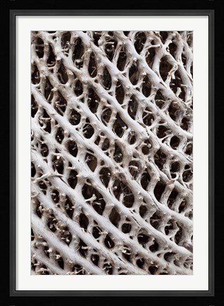 Framed Lattice pattern in Giant Loebelia, Bale Mountains, Ethiopia Print