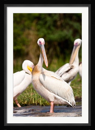 Framed Great White Pelican, Lake Chamo, Nechisar National Park, Arba Minch, Ethiopia Print