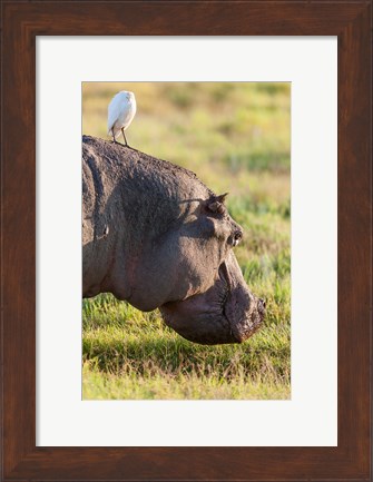 Framed Hippopotamus grazing, Amboseli National Park, Kenya Print