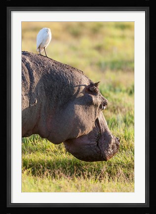 Framed Hippopotamus grazing, Amboseli National Park, Kenya Print