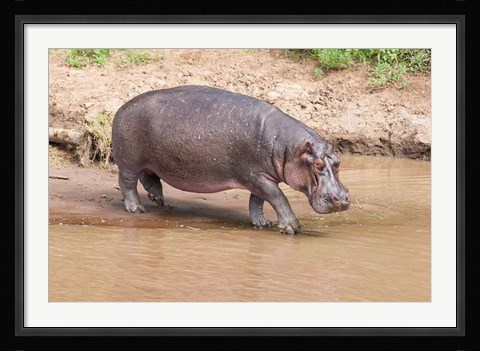 Framed Hippopotamus pod relaxing, Mara River, Maasai Mara, Kenya, Africa Print