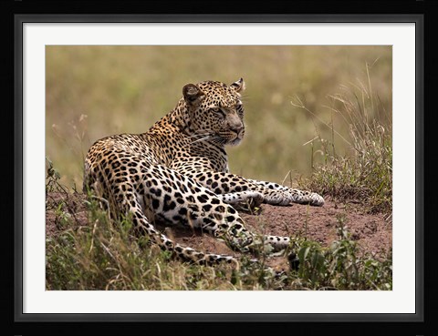 Framed Africa, Tanzania, Serengeti. Leopard, Panthera pardus. Print