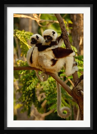 Framed Coquerel's sifakas, primate, deciduous forest MADAGASCAR Print
