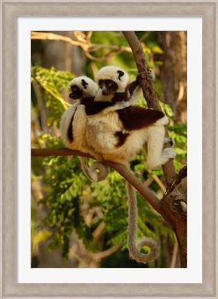 Framed Coquerel&#39;s sifakas, primate, deciduous forest MADAGASCAR Print