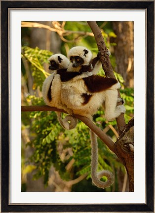 Framed Coquerel&#39;s sifakas, primate, deciduous forest MADAGASCAR Print