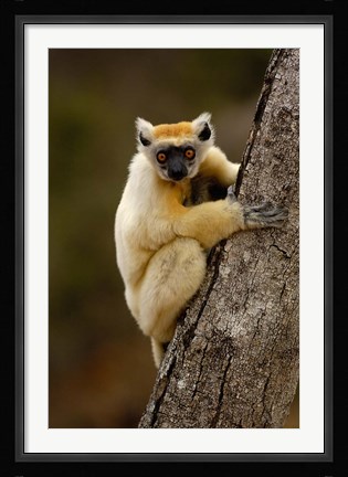 Framed Golden-crowned sifaka, Daraina, MADAGASCAR Print