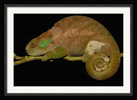 Framed Hilleniusi chameleon lizard, MADAGASCAR Print