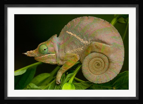 Framed Baudrier's Chameleon, Lizard, Madagascar, Africa Print