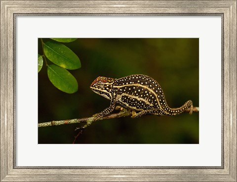 Framed Campan&#39;s chameleon lizard, Madagascar Print