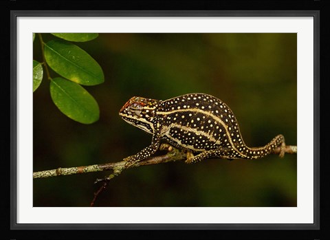 Framed Campan's chameleon lizard, Madagascar Print