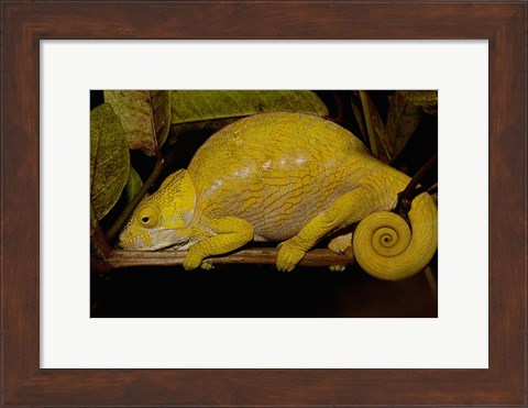 Framed Globular Chameleon, Lizards, Madagascar Print