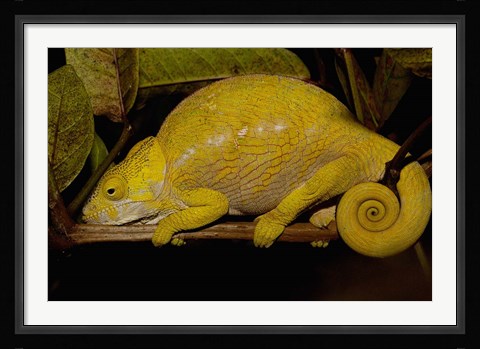 Framed Globular Chameleon, Lizards, Madagascar Print