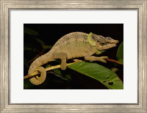 Framed Green-eared Chameleon lizard, Madagascar, Africa Print