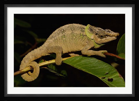 Framed Green-eared Chameleon lizard, Madagascar, Africa Print