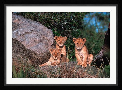 Framed Den of Lion Cubs, Serengeti, Tanzania Print