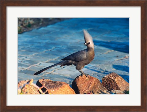 Framed Grey Go-Away Bird, Namibia Print