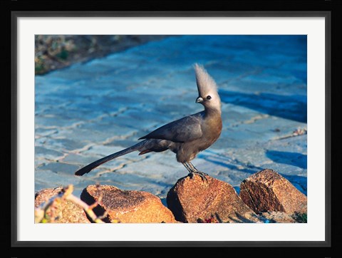 Framed Grey Go-Away Bird, Namibia Print