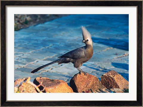Framed Grey Go-Away Bird, Namibia Print