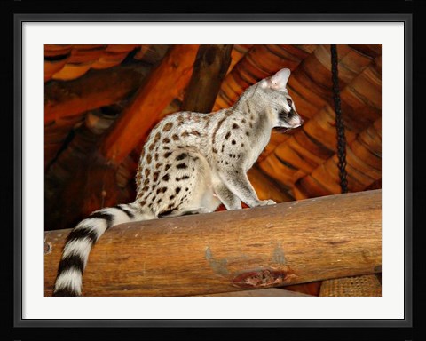 Framed Common Genet in the Ndutu Lodge, Tanzania Print