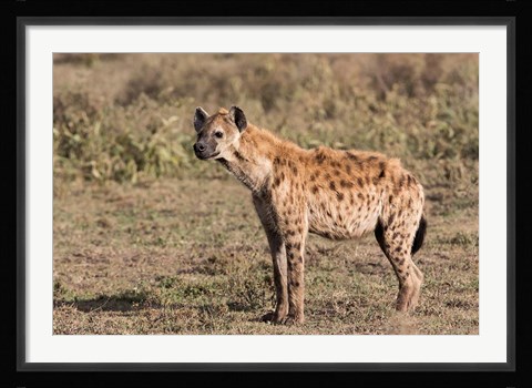Framed Africa, Tanzania, Serengeti. Spotted hyena, Crocuta crocuta. Print