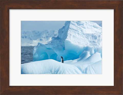 Framed Antarctica, Gentoo Penguin standing on iceberg near Enterprise Island. Print