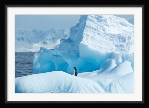 Framed Antarctica, Gentoo Penguin standing on iceberg near Enterprise Island. Print