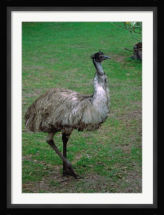 Framed Emu Portrait, Australia Print