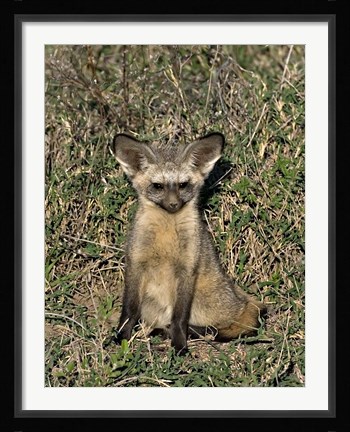 Framed Bat-Eared Fox, Tanzania Print
